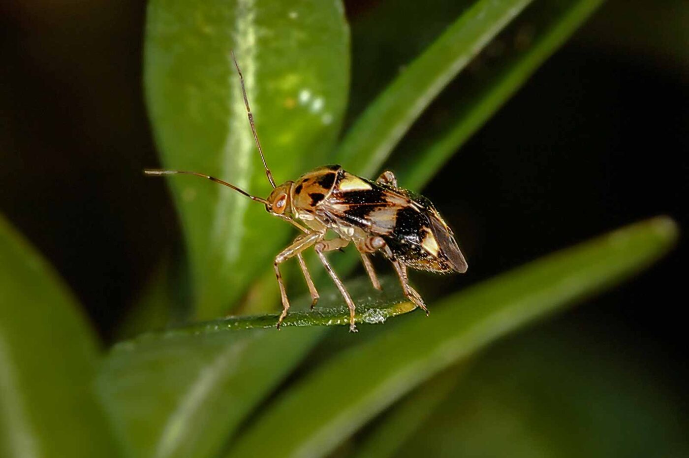 2018-08-17 - RE-Sidenzia auf'm BallKong