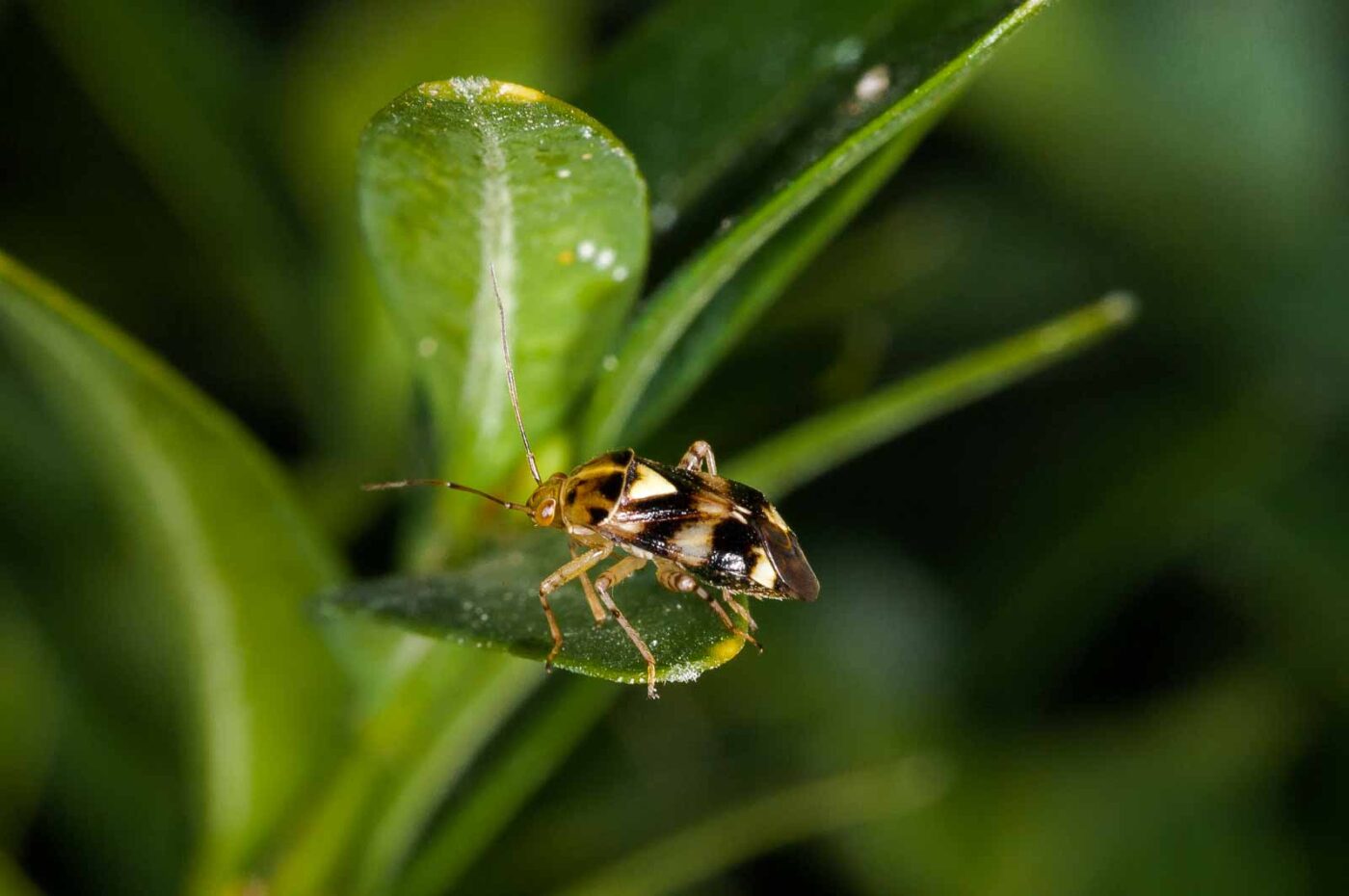 2018-08-17 - RE-Sidenzia auf'm BallKong