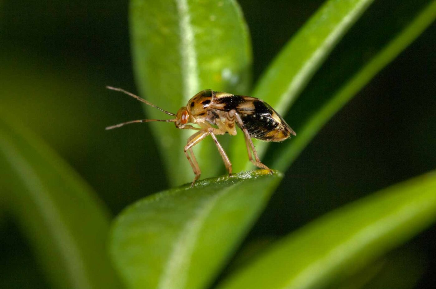 2018-08-17 - RE-Sidenzia auf'm BallKong
