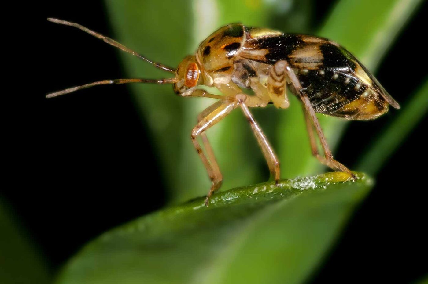 2018-08-17 - RE-Sidenzia auf'm BallKong