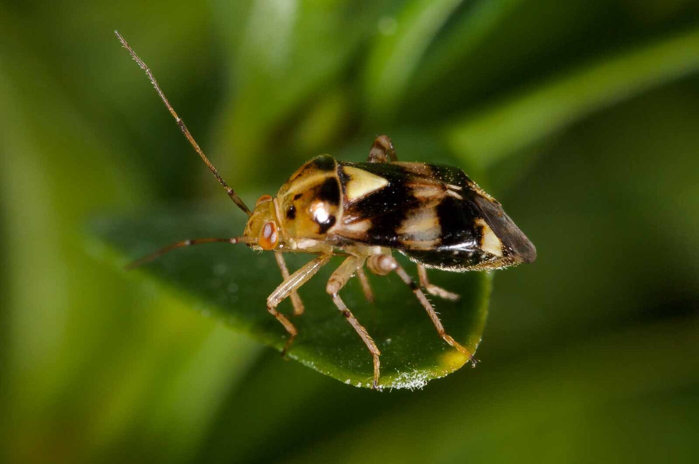 2018-08-17 - RE-Sidenzia auf'm BallKong