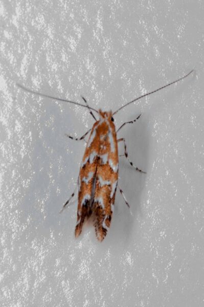 2018-08-17 - RE-Sidenzia auf'm BallKong