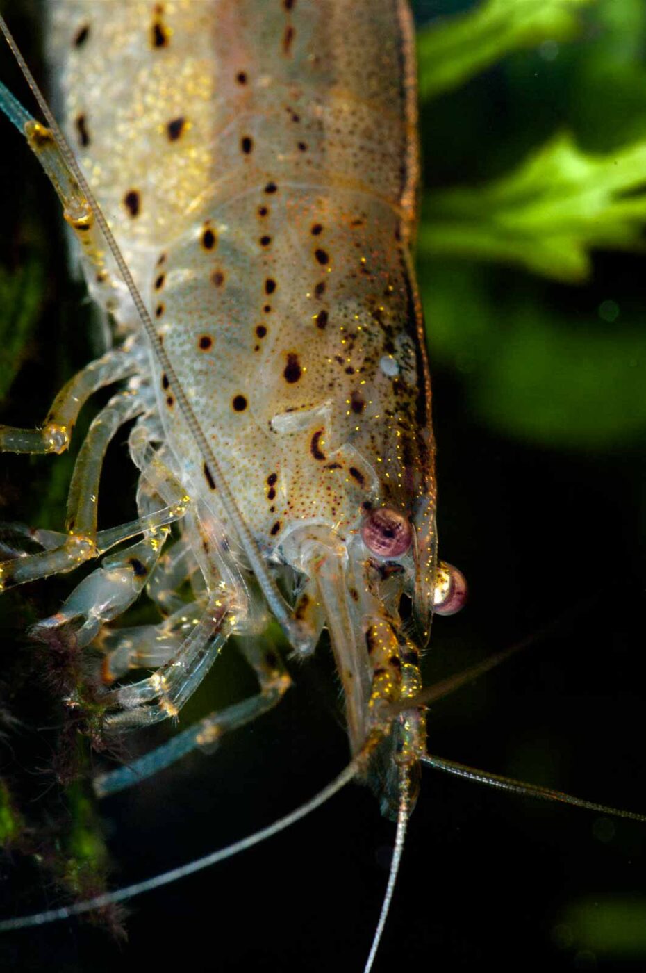 2018-08-17 - RE-Sidenzia auf'm BallKong