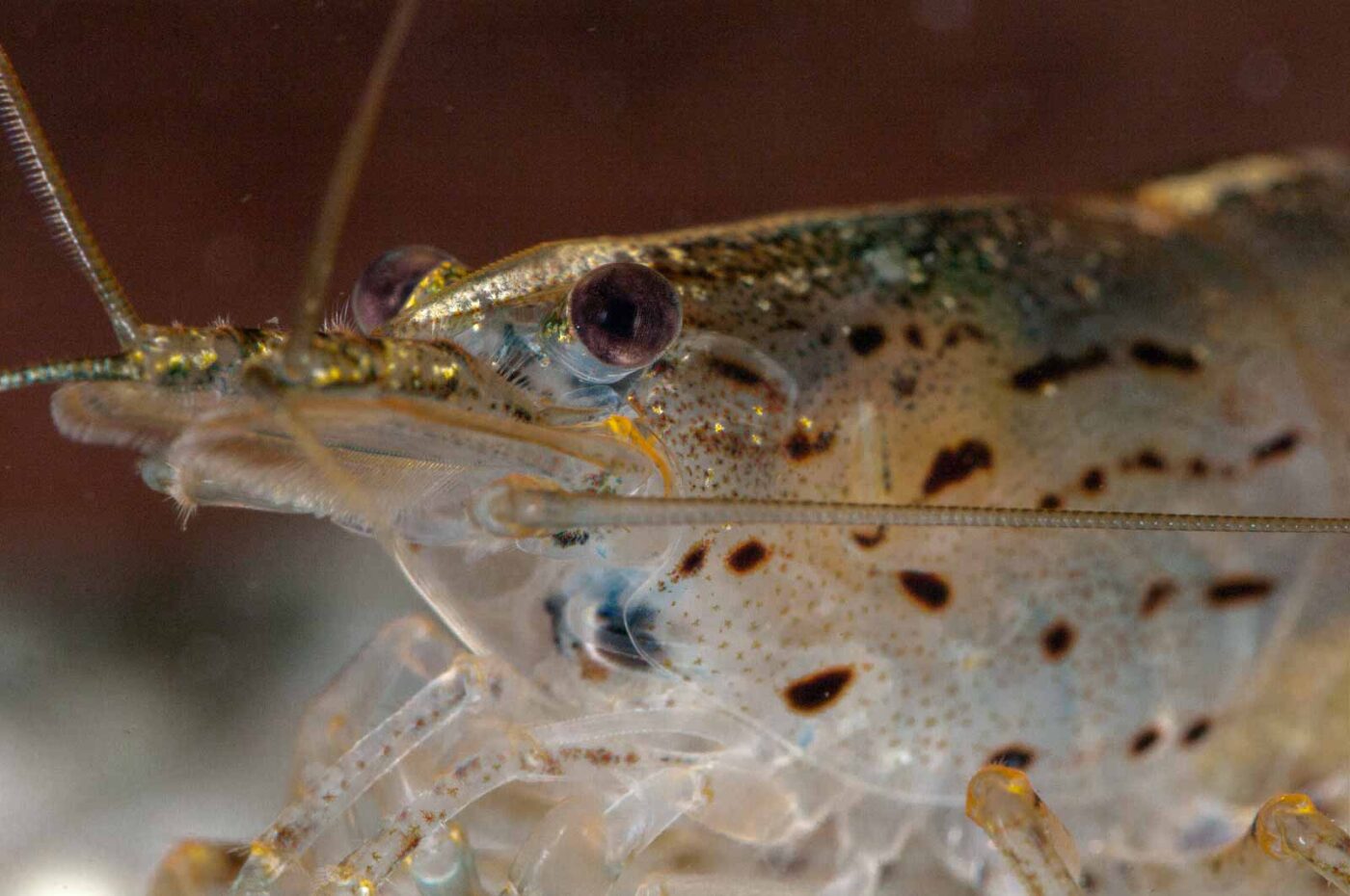 2018-08-17 - RE-Sidenzia auf'm BallKong