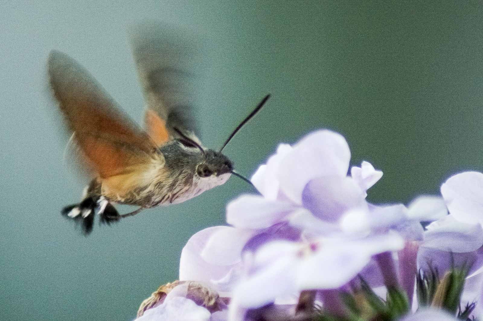 °taubenschwänzchen°