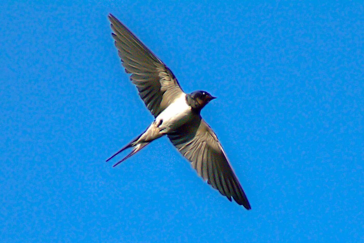 2018-08-19 - NSG Lippewiesen Haltern