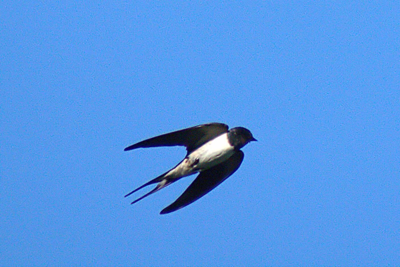 2018-08-19 - NSG Lippewiesen Haltern