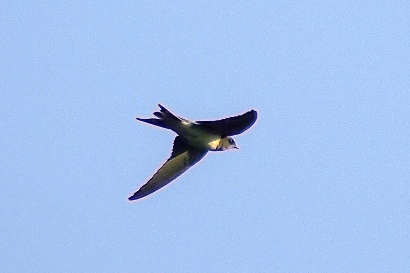 2018-08-19 - NSG Lippewiesen Haltern