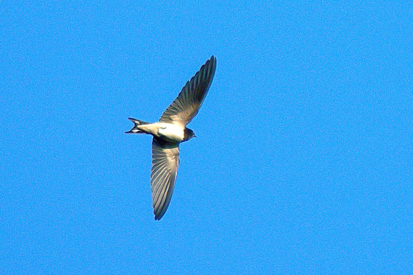 2018-08-19 - NSG Lippewiesen Haltern