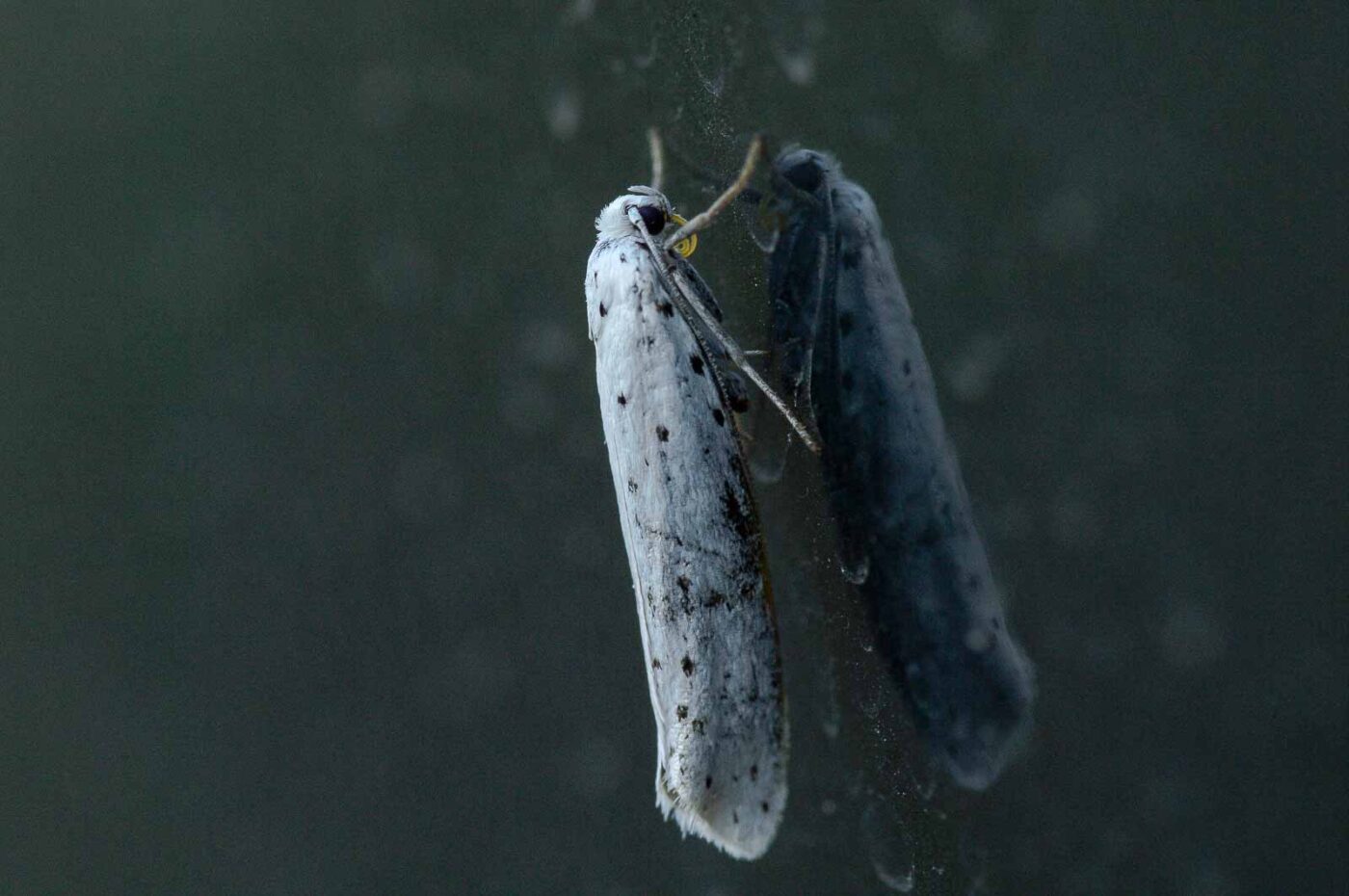 2018-08-19 - NSG Lippewiesen Haltern