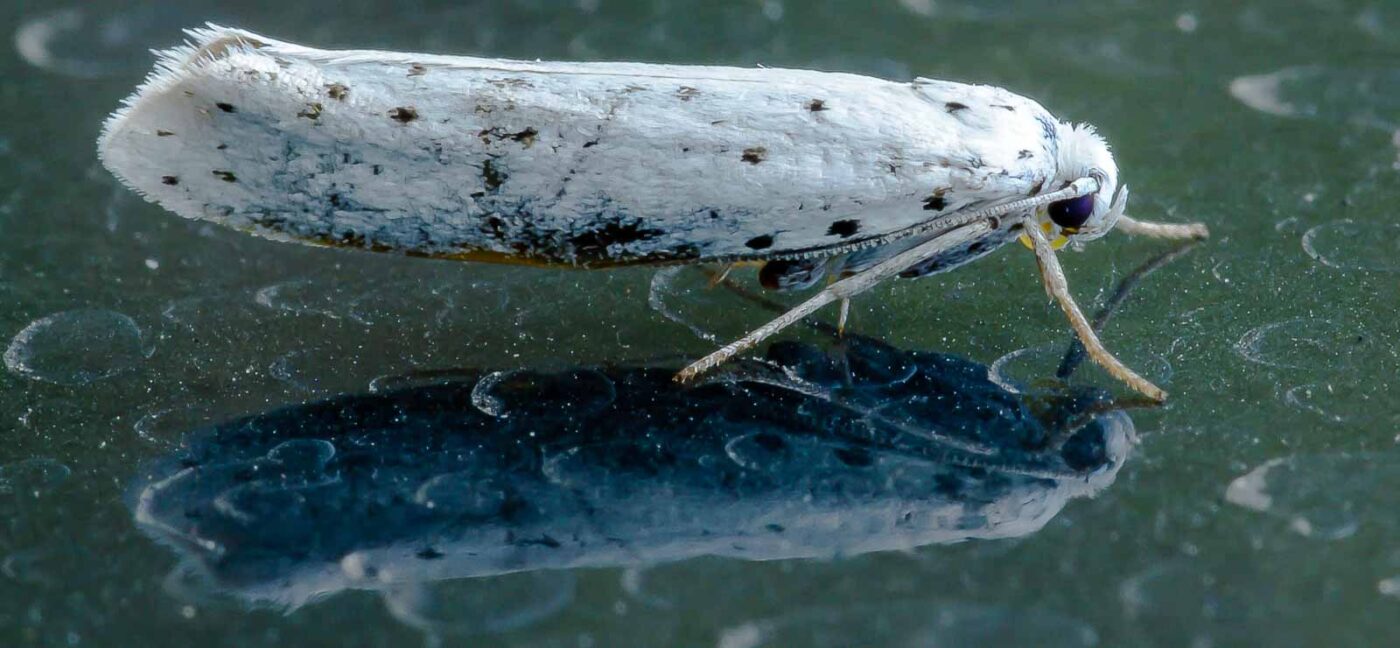 2018-08-19 - NSG Lippewiesen Haltern