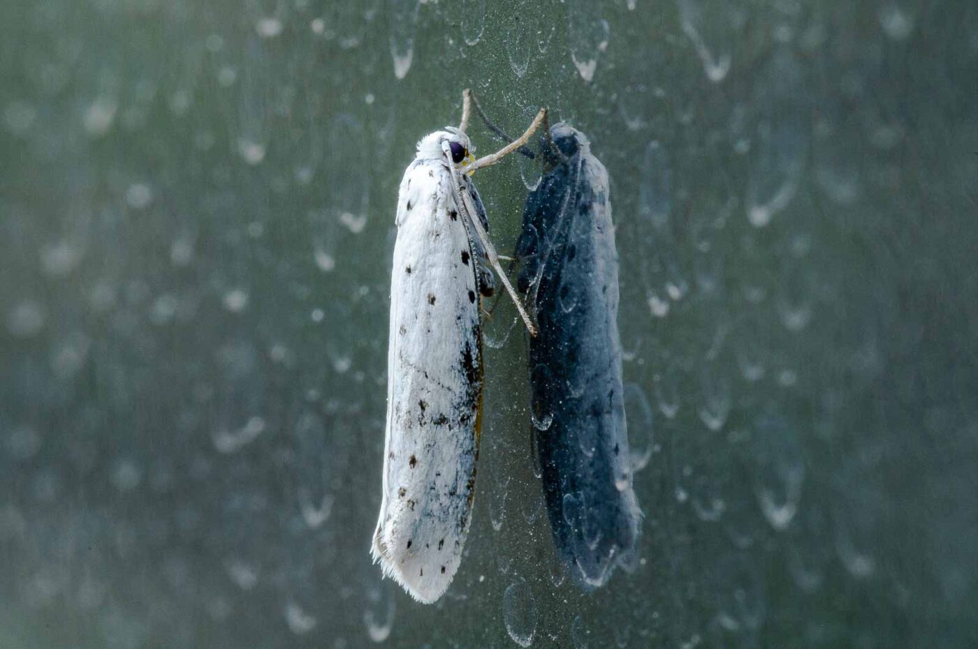 2018-08-19 - NSG Lippewiesen Haltern