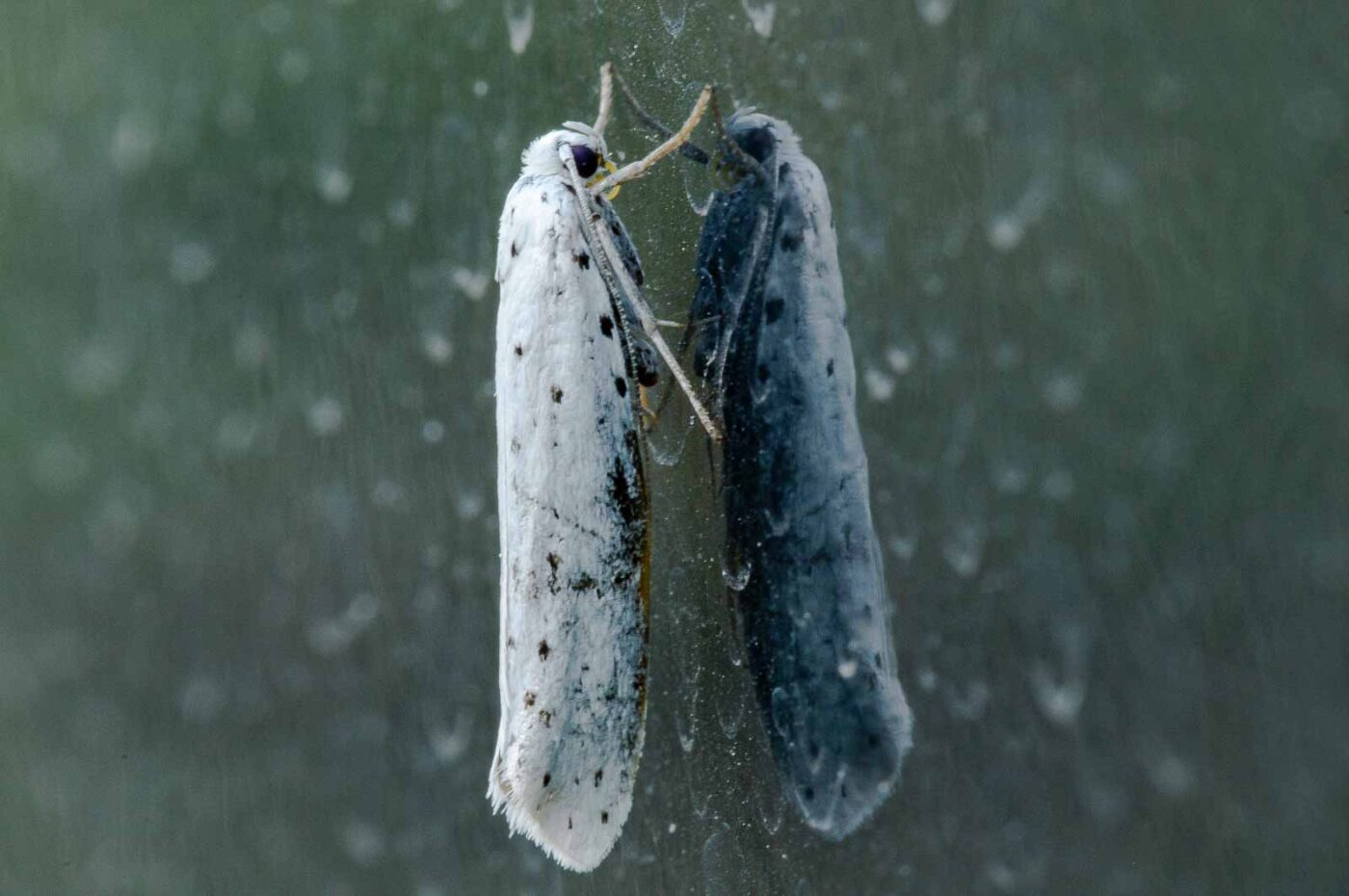 2018-08-19 - NSG Lippewiesen Haltern