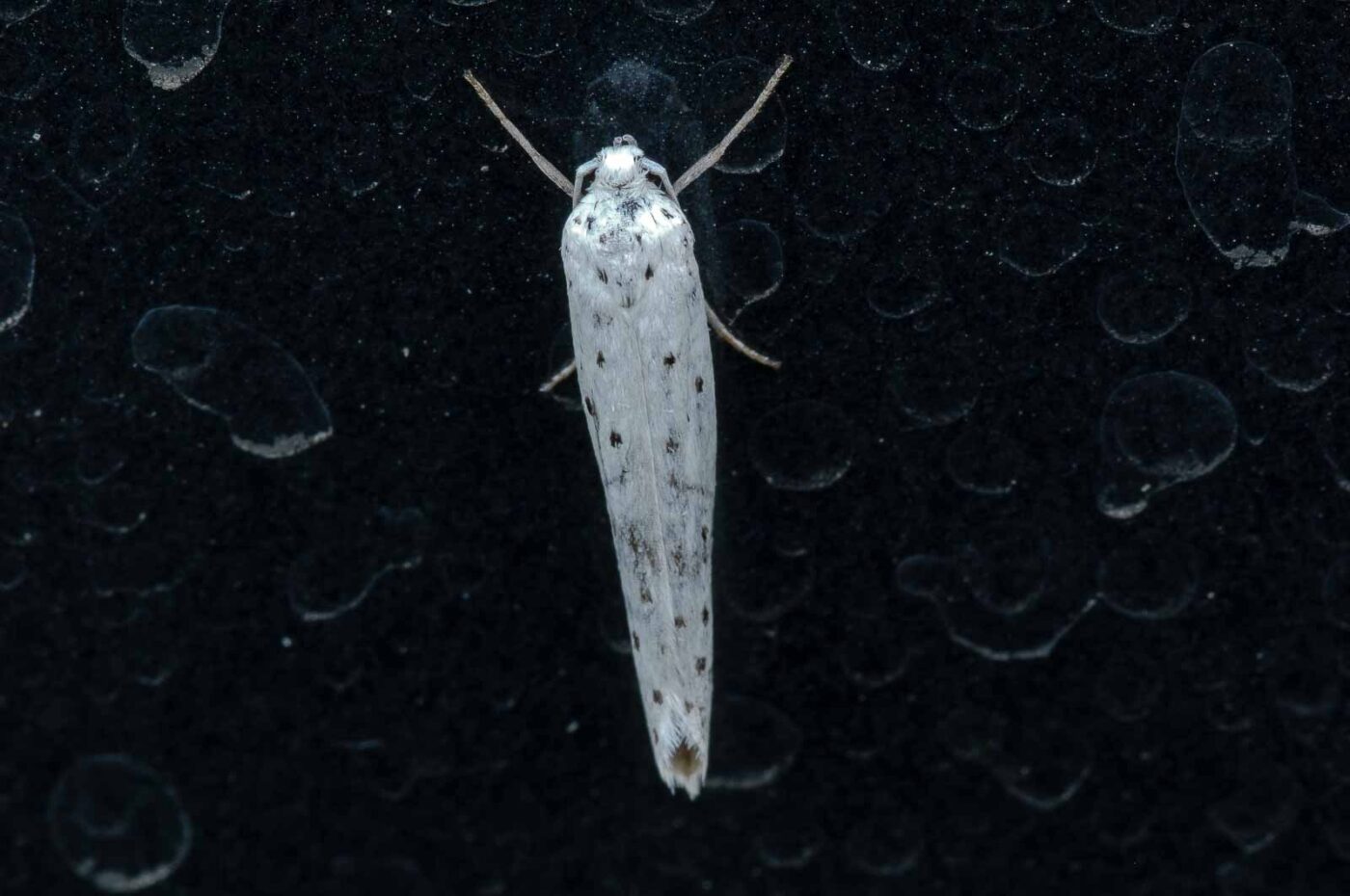 2018-08-19 - NSG Lippewiesen Haltern