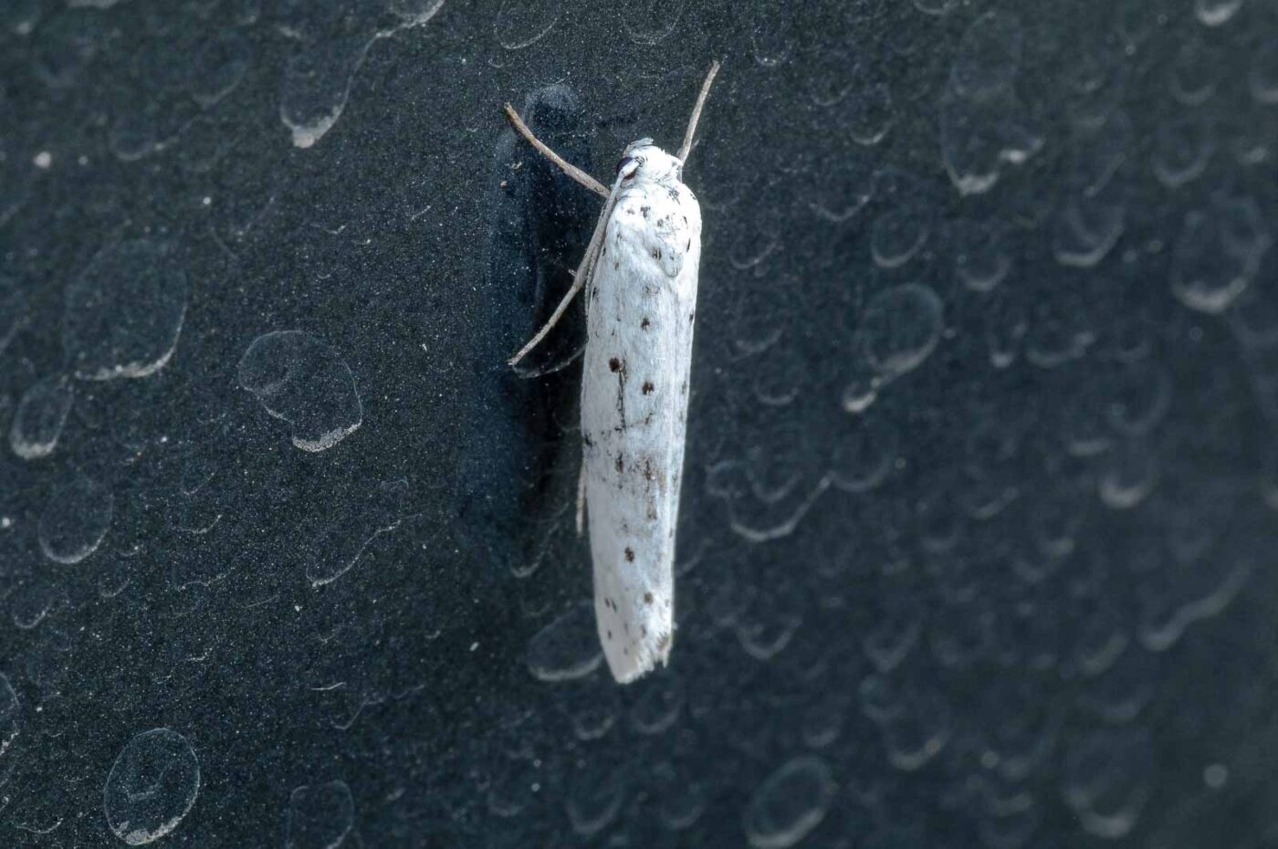 2018-08-19 - NSG Lippewiesen Haltern