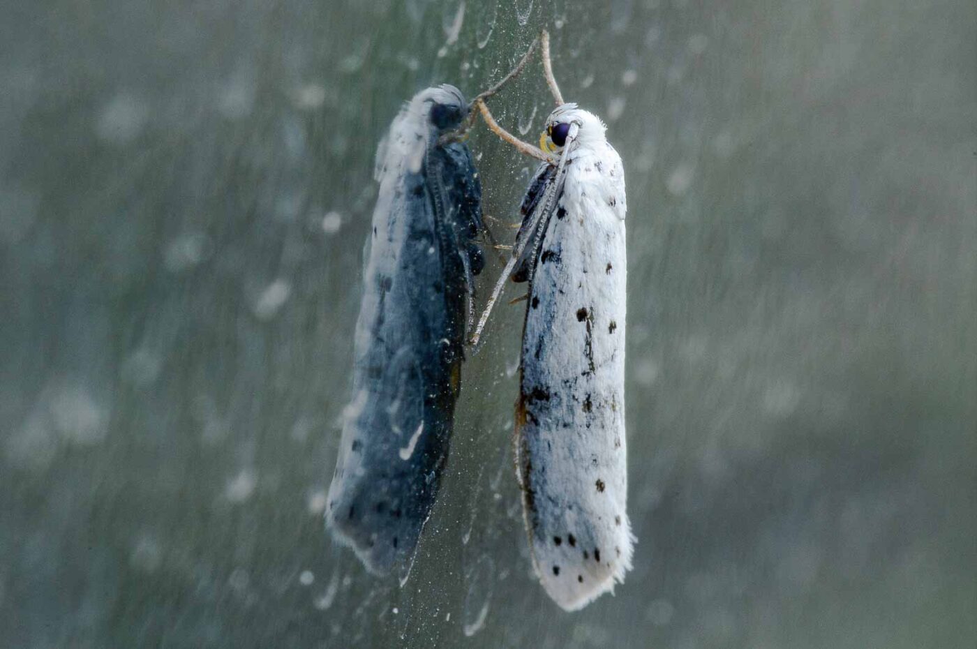 2018-08-19 - NSG Lippewiesen Haltern