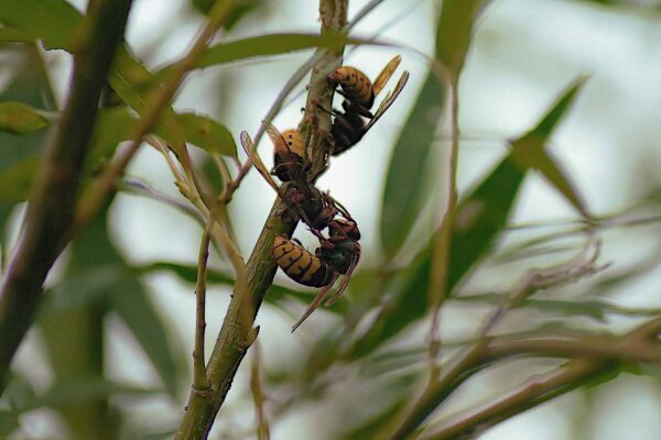 2018-08-21 - NSG Lippewiesen Haltern