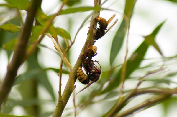 2018-08-21 - NSG Lippewiesen Haltern