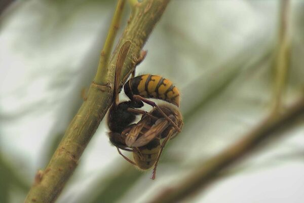 2018-08-21 - NSG Lippewiesen Haltern