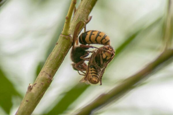 2018-08-21 - NSG Lippewiesen Haltern
