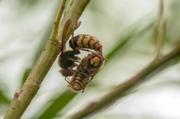 2018-08-21 - NSG Lippewiesen Haltern