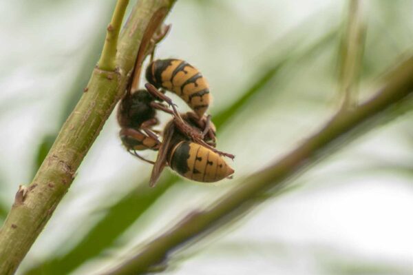 2018-08-21 - NSG Lippewiesen Haltern
