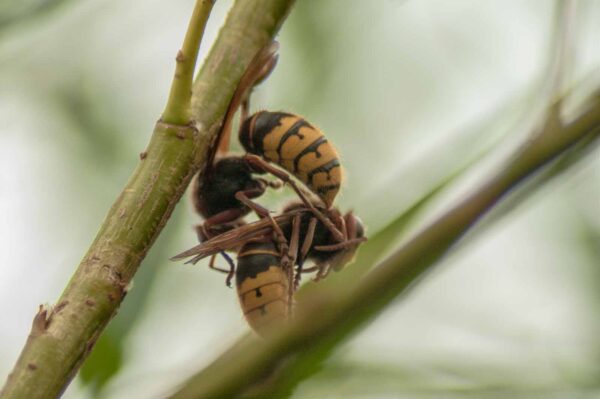 2018-08-21 - NSG Lippewiesen Haltern