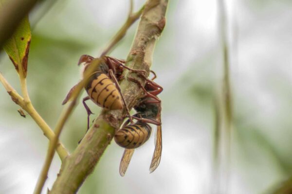 2018-08-21 - NSG Lippewiesen Haltern