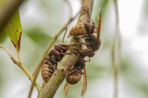 2018-08-21 - NSG Lippewiesen Haltern