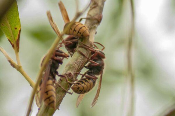 2018-08-21 - NSG Lippewiesen Haltern