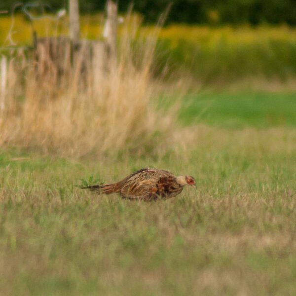 2018-08-21 - NSG Braucksenke Marl
