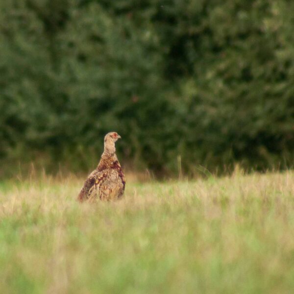 2018-08-21 - NSG Braucksenke Marl