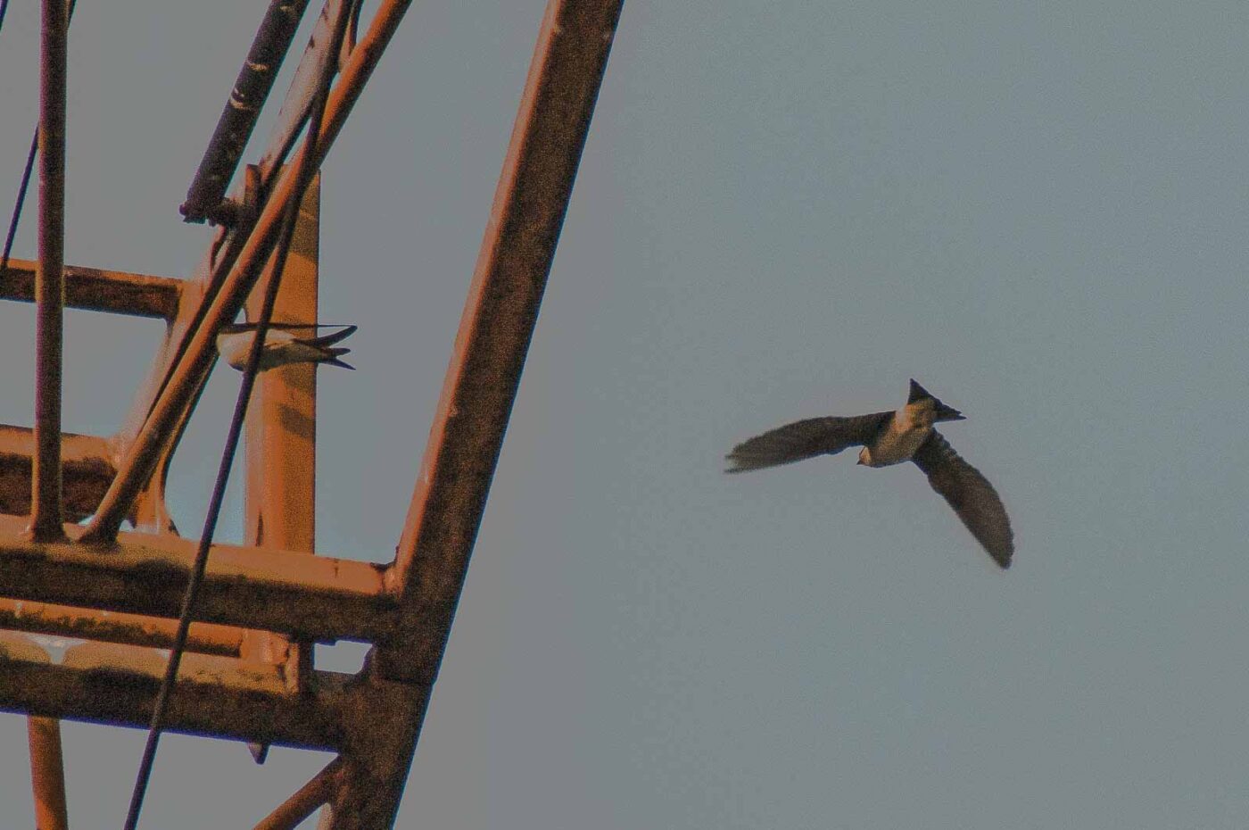 2018-08-21 - NSG Braucksenke Marl