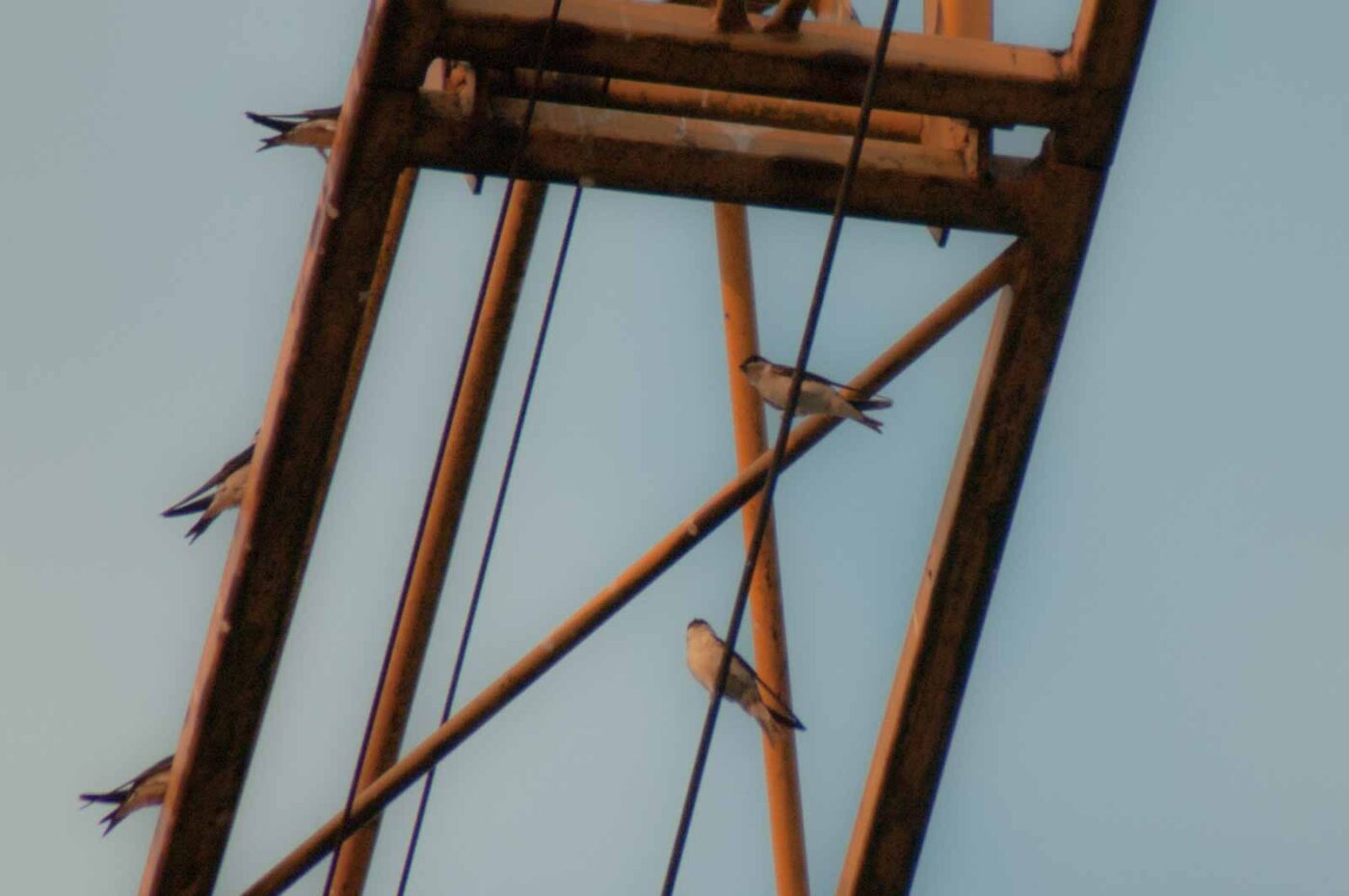 2018-08-21 - NSG Braucksenke Marl