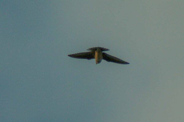 2018-08-21 - NSG Braucksenke Marl