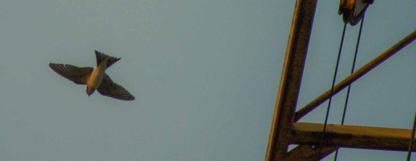 2018-08-21 - NSG Braucksenke Marl