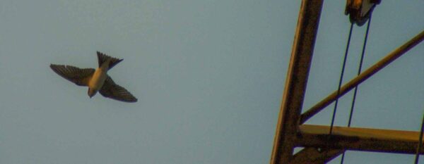 2018-08-21 - NSG Braucksenke Marl