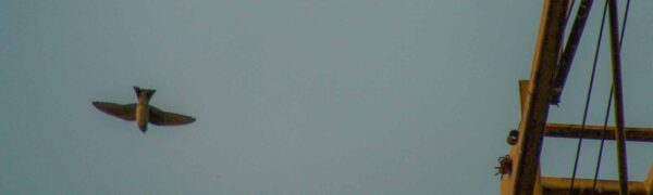 2018-08-21 - NSG Braucksenke Marl