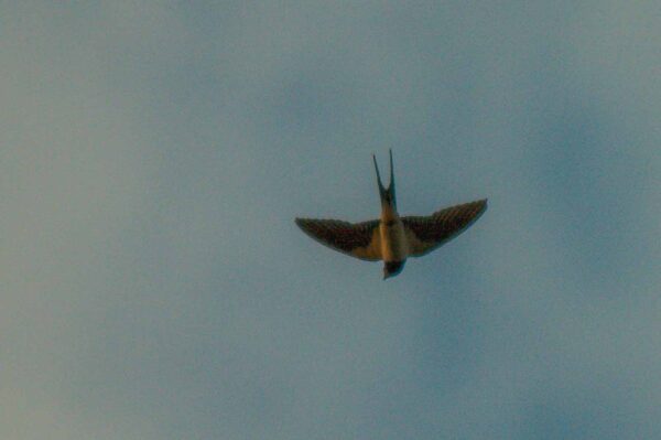 2018-08-21 - NSG Braucksenke Marl