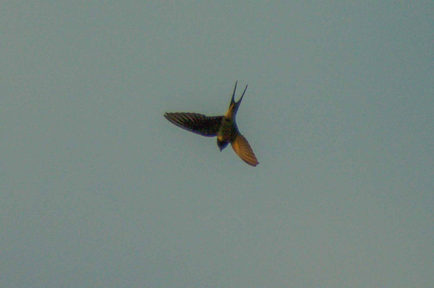 2018-08-21 - NSG Braucksenke Marl