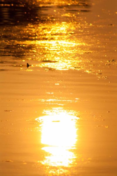 2018-08-21 - NSG Braucksenke Marl