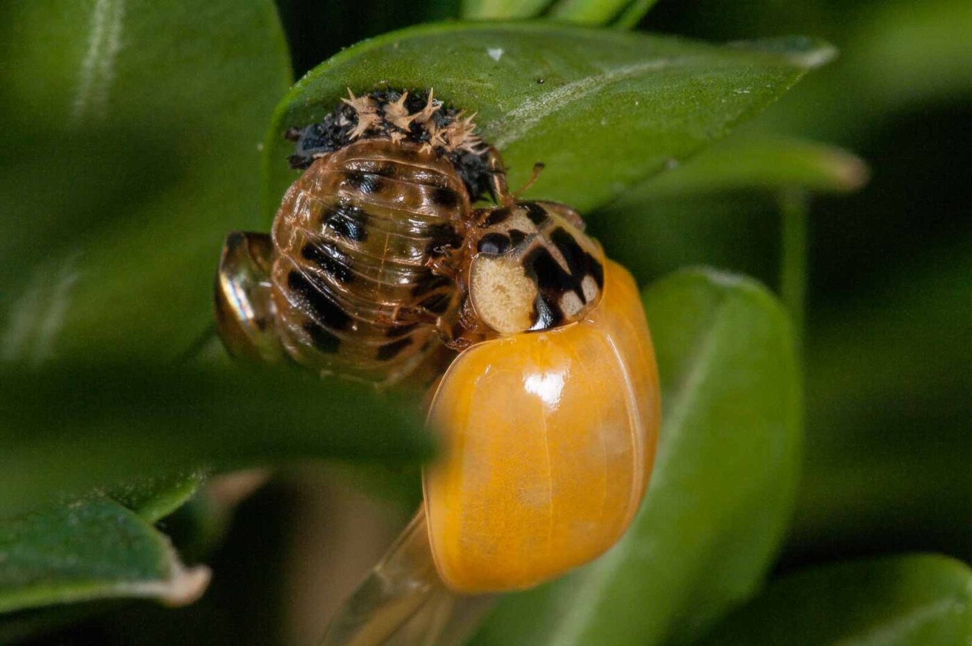 2018-08-28 - RE-Sidenzia auf'm BallKong