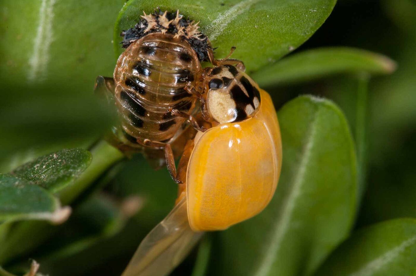2018-08-28 - RE-Sidenzia auf'm BallKong