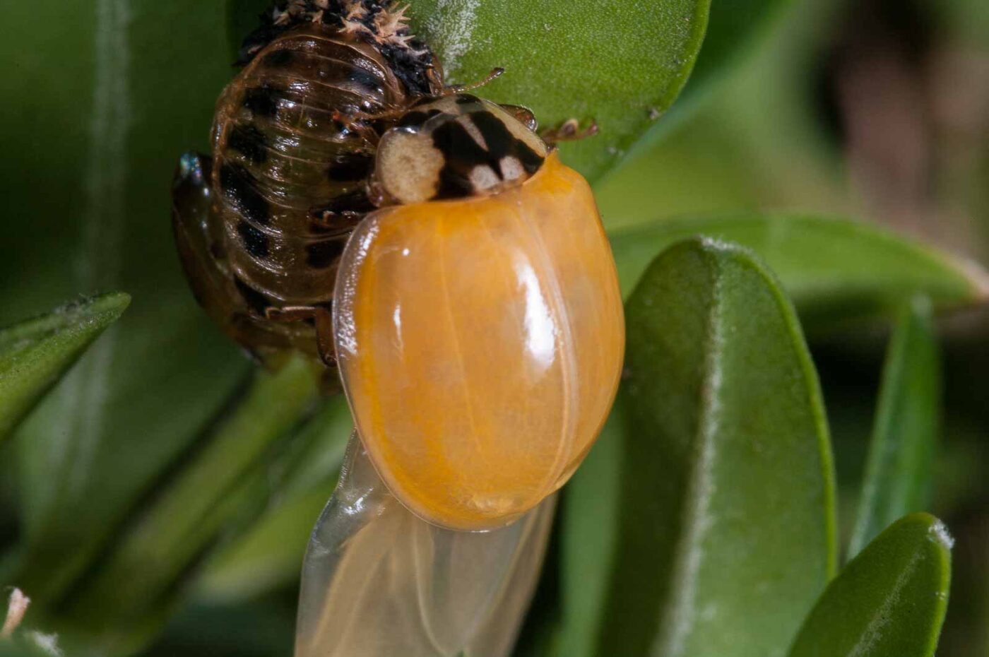 2018-08-28 - RE-Sidenzia auf'm BallKong