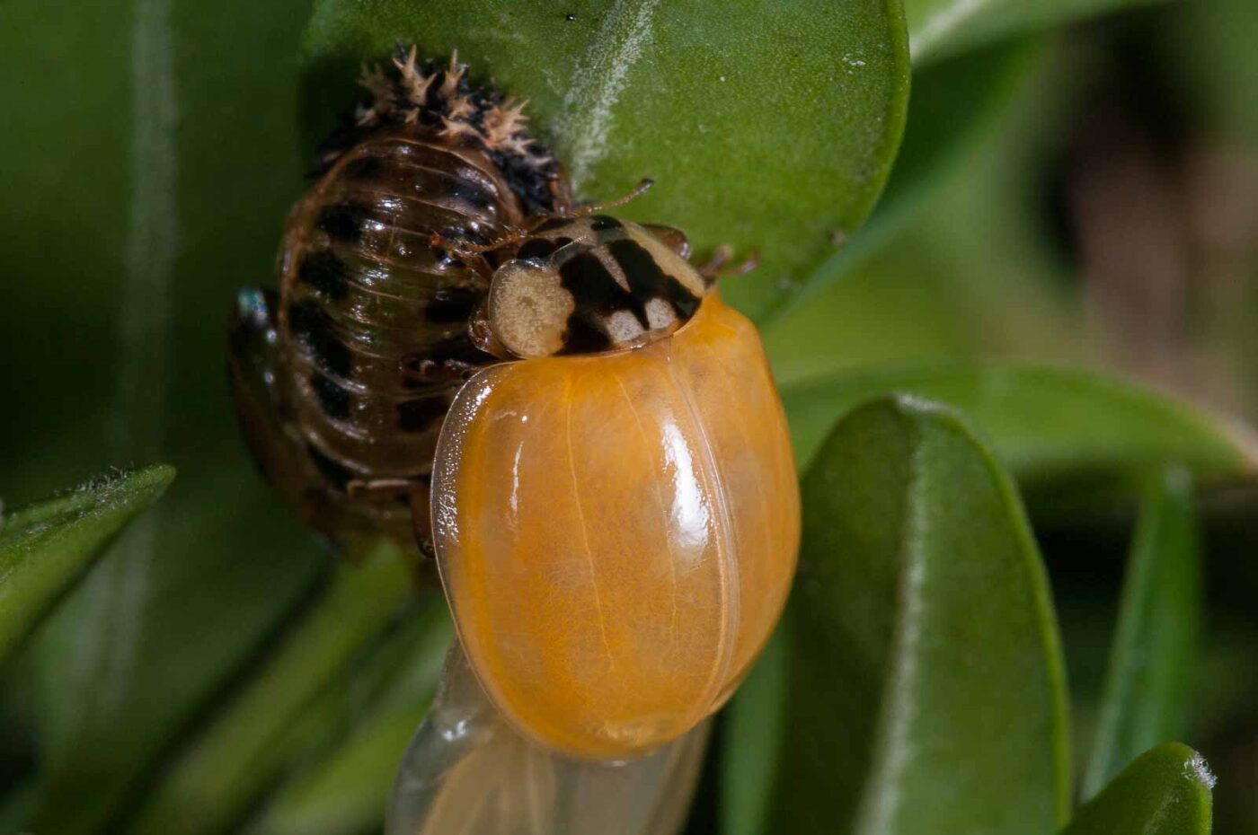2018-08-28 - RE-Sidenzia auf'm BallKong