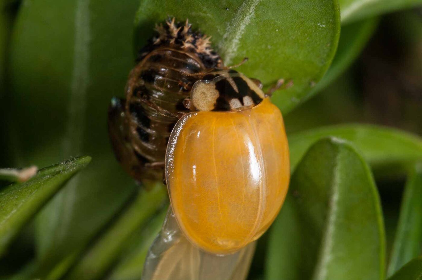 2018-08-28 - RE-Sidenzia auf'm BallKong