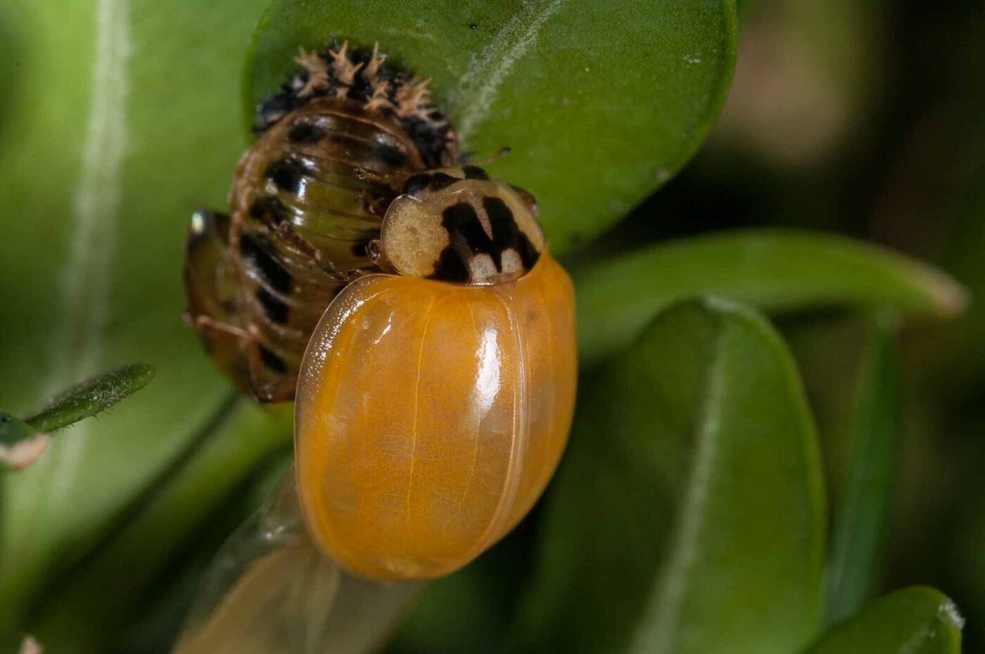 2018-08-28 - RE-Sidenzia auf'm BallKong
