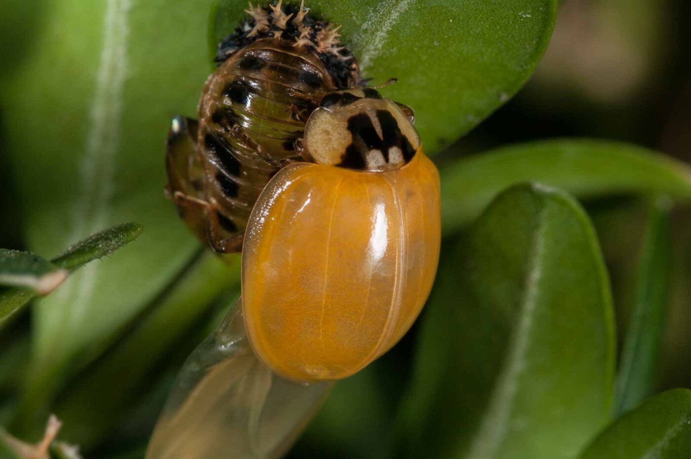 2018-08-28 - RE-Sidenzia auf'm BallKong