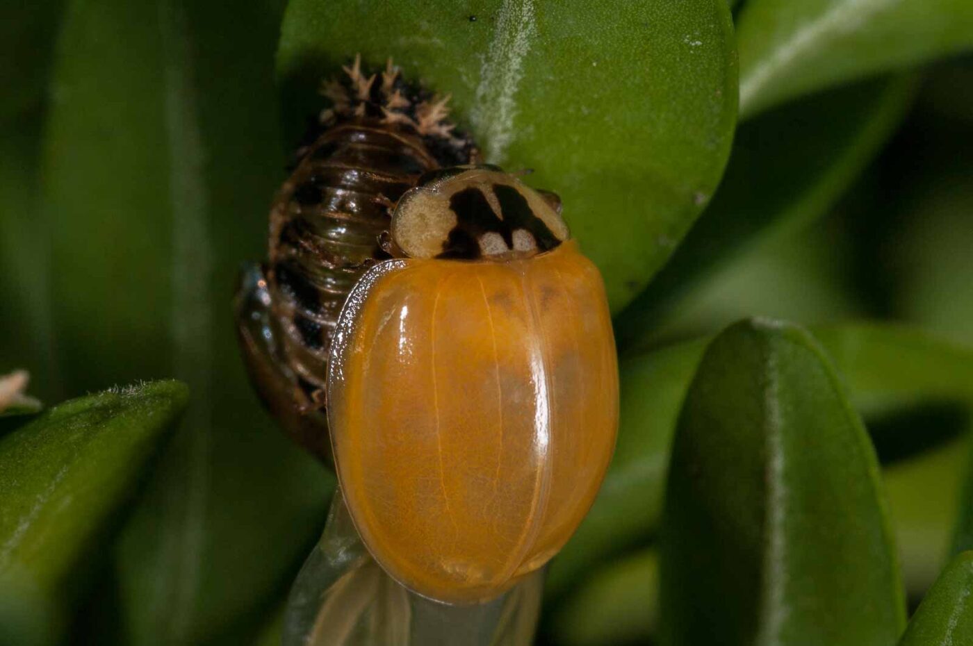 2018-08-28 - RE-Sidenzia auf'm BallKong