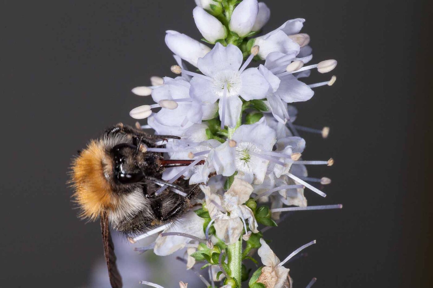 2018-08-28 - RE-Sidenzia auf'm BallKong